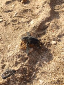 turtle on sand